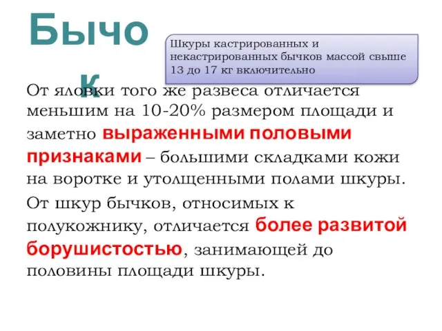 Бычок От яловки того же развеса отличается меньшим на 10-20% размером