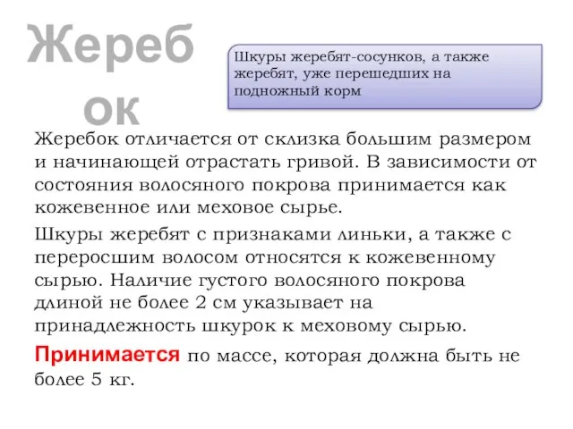 Жеребок Жеребок отличается от склизка большим размером и начинающей отрастать гривой.