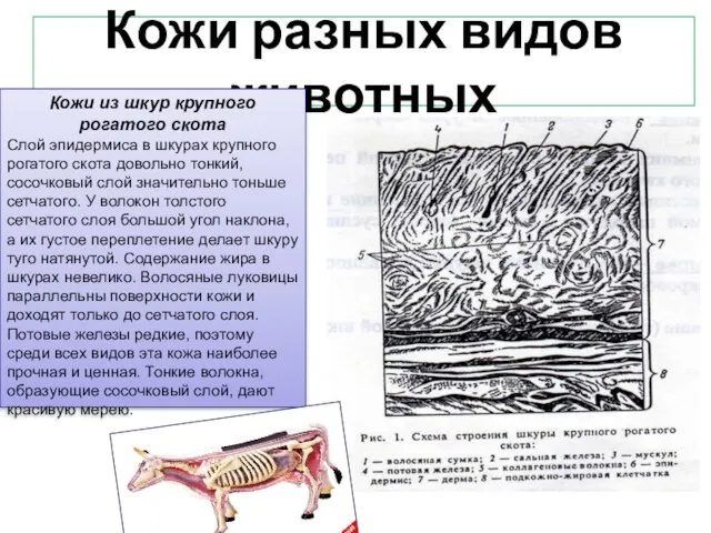 Кожи разных видов животных Кожи из шкур крупного рогатого скота Слой