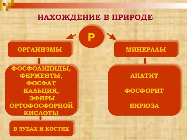 Р ОРГАНИЗМЫ МИНЕРАЛЫ ФОСФОЛИПИДЫ, ФЕРМЕНТЫ, ФОСФАТ КАЛЬЦИЯ, ЭФИРЫ ОРТОФОСФОРНОЙ КИСЛОТЫ В