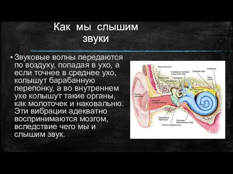 Как мы слышим звуки Звуковые волны передаются по воздуху, попадая в