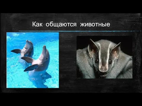 Как общаются животные