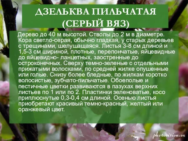 ДЗЕЛЬКВА ПИЛЬЧАТАЯ(СЕРЫЙ ВЯЗ) Дерево до 40 м высотой. Стволы до 2