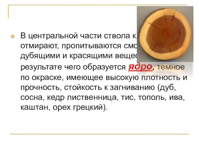 В центральной части ствола клетки отмирают, пропитываются смолистыми, дубящими и красящими