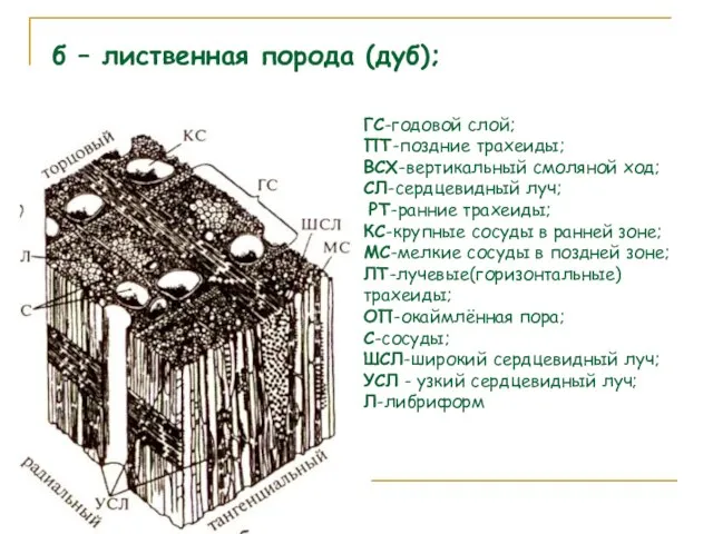 б – лиственная порода (дуб); ГС-годовой слой; ПТ-поздние трахеиды; ВСХ-вертикальный смоляной