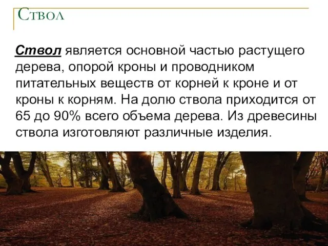 Ствол Ствол является основной частью растущего дерева, опорой кроны и проводником