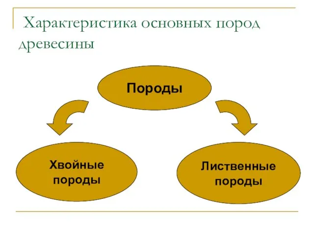 Характеристика основных пород древесины Породы Хвойные породы Лиственные породы