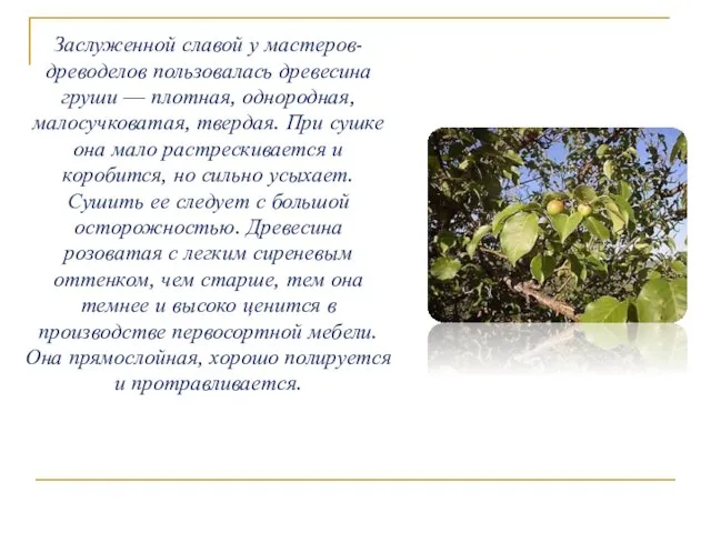 Заслуженной славой у мастеров-древоделов пользовалась древесина груши — плотная, однородная, малосучковатая,