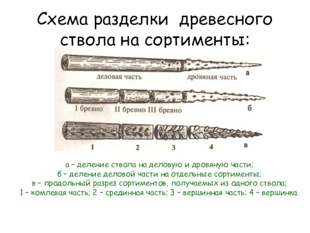 Схема разделки древесного ствола на сортименты: а – деление ствола на