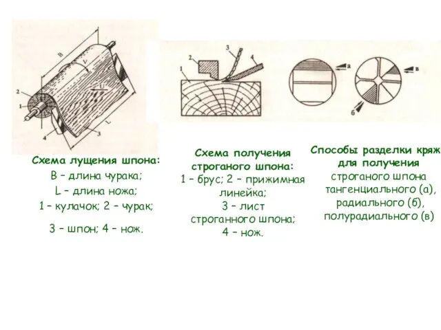 Схема лущения шпона: В – длина чурака; L – длина ножа;