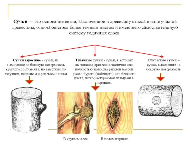 Сучки — это основание ветви, заключенное в древесину ствола в виде