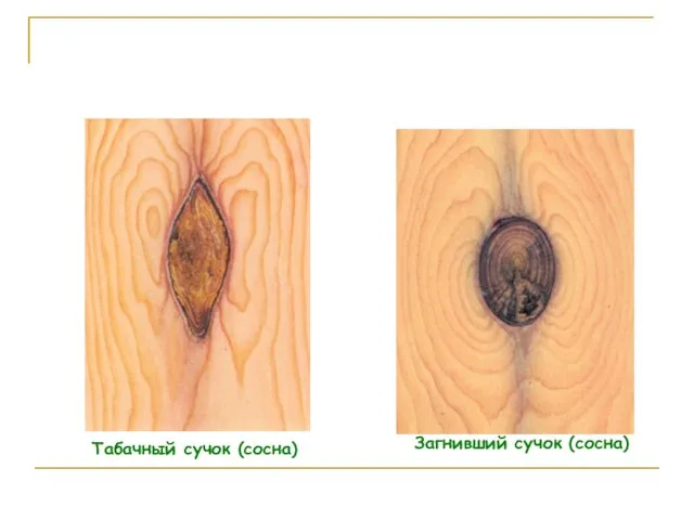 Табачный сучок (сосна) Загнивший сучок (сосна)