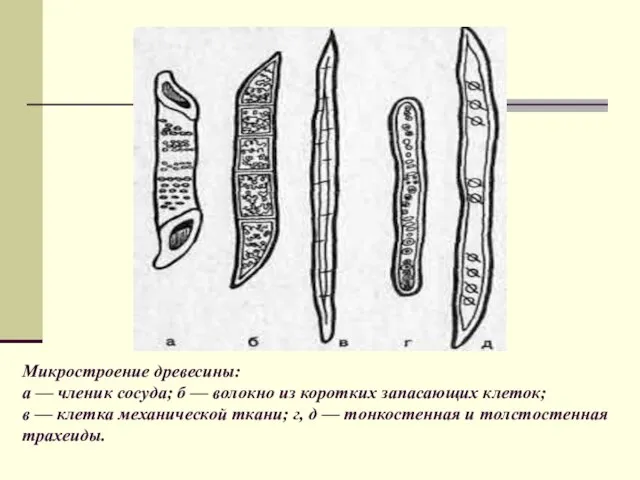 Микростроение древесины: а — членик сосуда; б — волокно из коротких