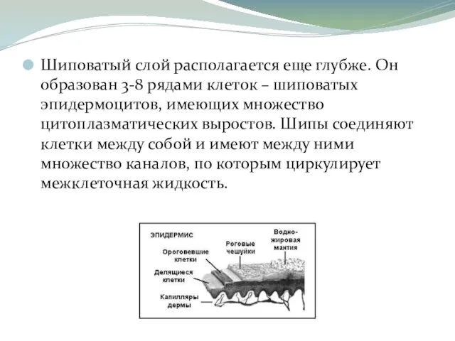 Шиповатый слой располагается еще глубже. Он образован 3-8 рядами клеток –