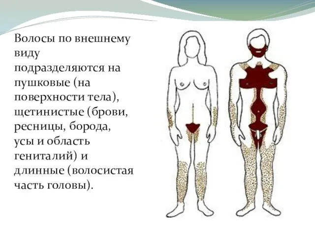 Волосы по внешнему виду подразделяются на пушковые (на поверхности тела), щетинистые