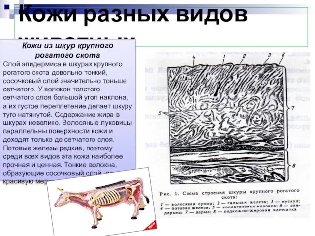 Кожи разных видов животных Кожи из шкур крупного рогатого скота Слой