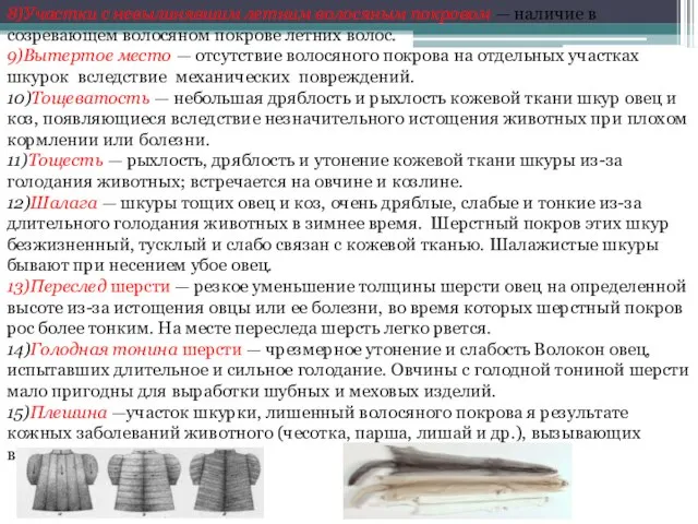 8)Участки с невылинявшим летним волосяным покровом — наличие в созревающем волосяном