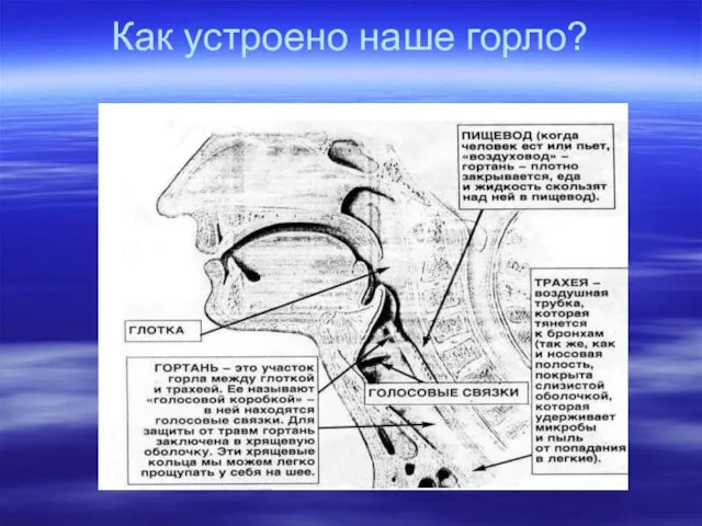 Как устроено наше горло?