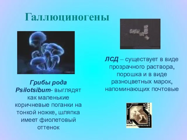 Галлюциногены Грибы рода Psilotsibum- выглядят как маленькие коричневые поганки на тонкой