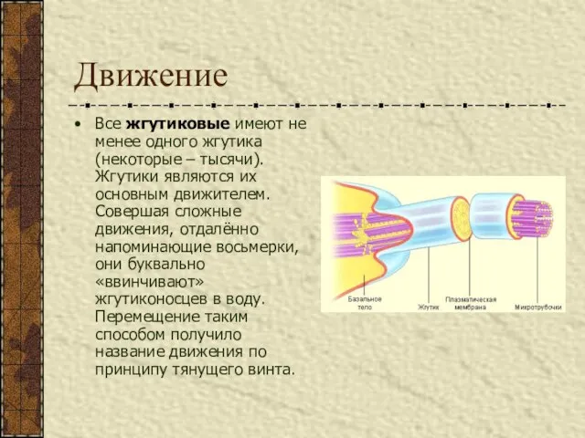 Движение Все жгутиковые имеют не менее одного жгутика (некоторые – тысячи).