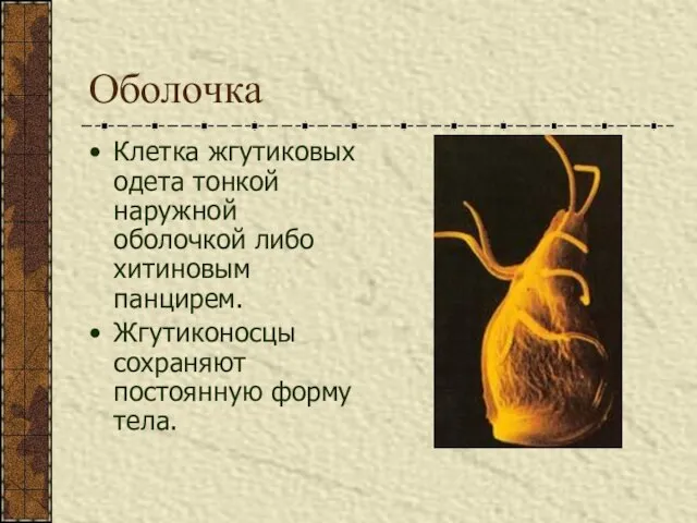 Оболочка Клетка жгутиковых одета тонкой наружной оболочкой либо хитиновым панцирем. Жгутиконосцы сохраняют постоянную форму тела.