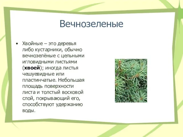 Вечнозеленые Хвойные – это деревья либо кустарники, обычно вечнозелёные с цельными