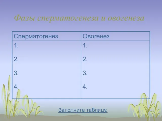 Фазы сперматогенеза и овогенеза Заполните таблицу.