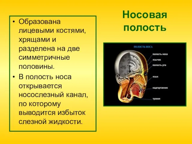 Носовая полость Образована лицевыми костями, хрящами и разделена на две симметричные