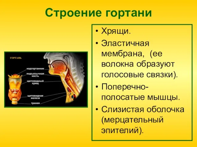 Строение гортани Хрящи. Эластичная мембрана, (ее волокна образуют голосовые связки). Поперечно-полосатые мышцы. Слизистая оболочка (мерцательный эпителий).