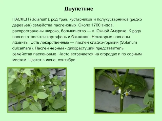 ПАСЛЕН (Solanum), род трав, кустарников и полукустарников (редко деревьев) семейства пасленовых.