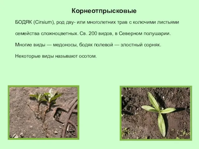 БОДЯК (Cirsium), род дву- или многолетних трав с колючими листьями семейства