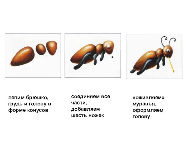 лепим брюшко, грудь и голову в форме конусов соединяем все части,