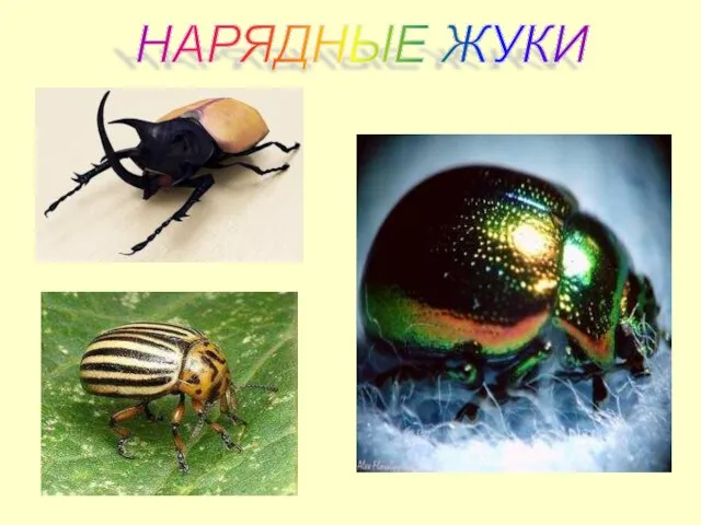 НАРЯДНЫЕ ЖУКИ