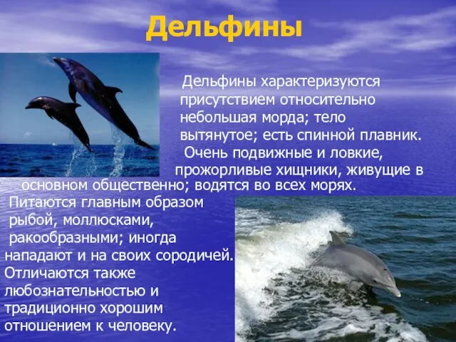 Дельфины Дельфины характеризуются присутствием относительно небольшая морда; тело вытянутое; есть спинной