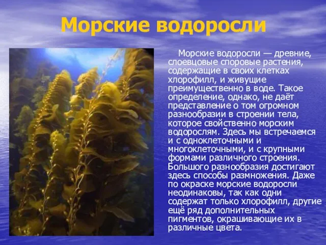 Морские водоросли Морские водоросли — древние, слоевцовые споровые растения, содержащие в