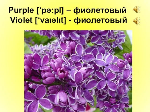 Purple [‘pә:pl] – фиолетовый Violet [‘vaιәlιt] - фиолетовый