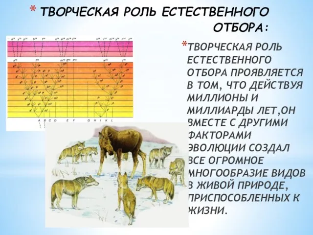 ТВОРЧЕСКАЯ РОЛЬ ЕСТЕСТВЕННОГО ОТБОРА: ТВОРЧЕСКАЯ РОЛЬ ЕСТЕСТВЕННОГО ОТБОРА ПРОЯВЛЯЕТСЯ В ТОМ,