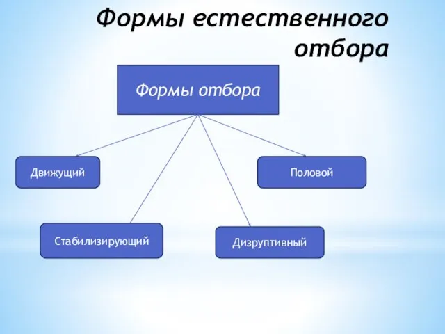 Формы естественного отбора Формы отбора Движущий Стабилизирующий Дизруптивный Половой