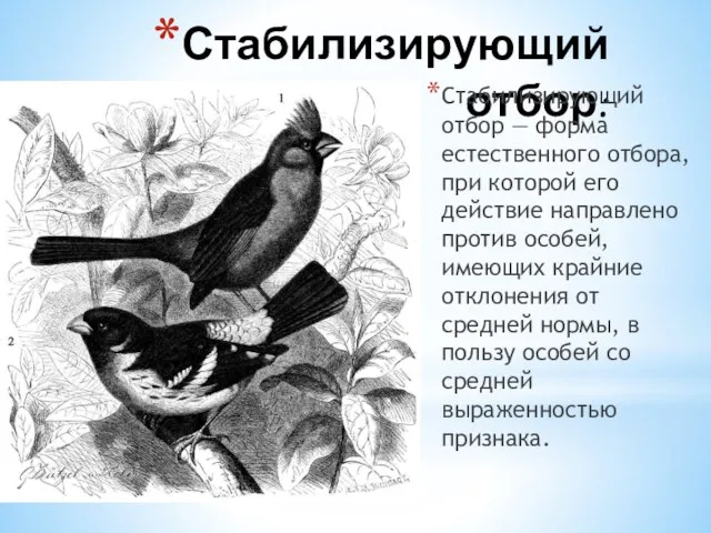 Стабилизирующий отбор: Стабилизирующий отбор — форма естественного отбора, при которой его