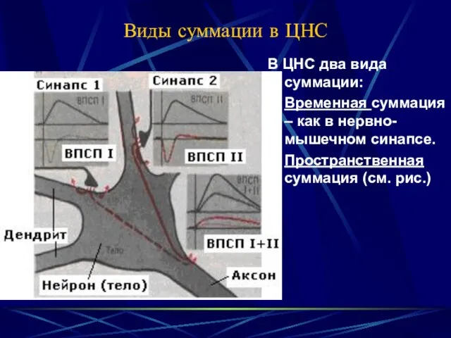 Виды суммации в ЦНС В ЦНС два вида суммации: Временная суммация