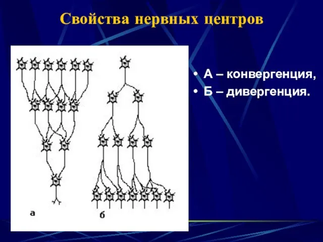 Свойства нервных центров А – конвергенция, Б – дивергенция.