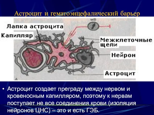 Астроцит и гематоэнцефалический барьер Астроцит создает преграду между нервом и кровеносным