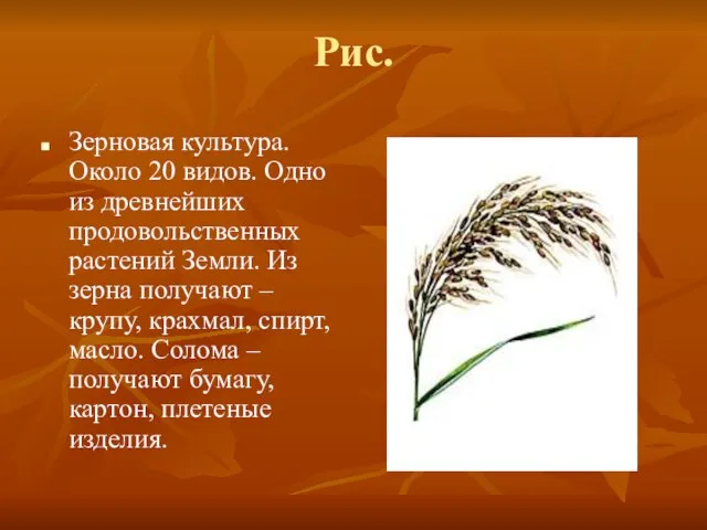 Рис. Зерновая культура. Около 20 видов. Одно из древнейших продовольственных растений