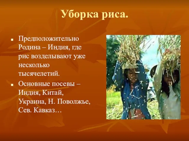 Уборка риса. Предположительно Родина – Индия, где рис возделывают уже несколько