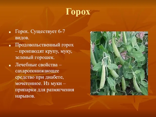 Горох Горох. Существует 6-7 видов. Продовольственный горох – производят крупу, муку,