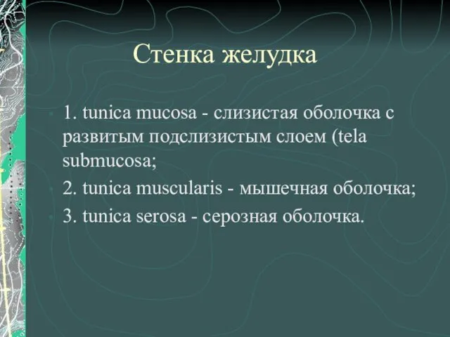 Стенка желудка 1. tunica mucosa - слизистая оболочка с развитым подслизистым