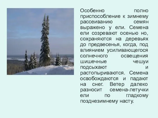 Особенно полно приспособление к зимнему рассеиванию семян выражено у ели. Семена