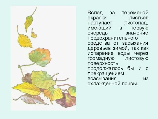 Вслед за переменой окраски листьев наступает листопад, имеющий в первую очередь