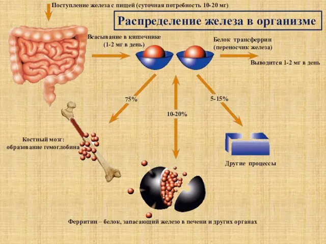 Поступление железа с пищей (суточная потребность 10-20 мг) Всасывание в кишечнике