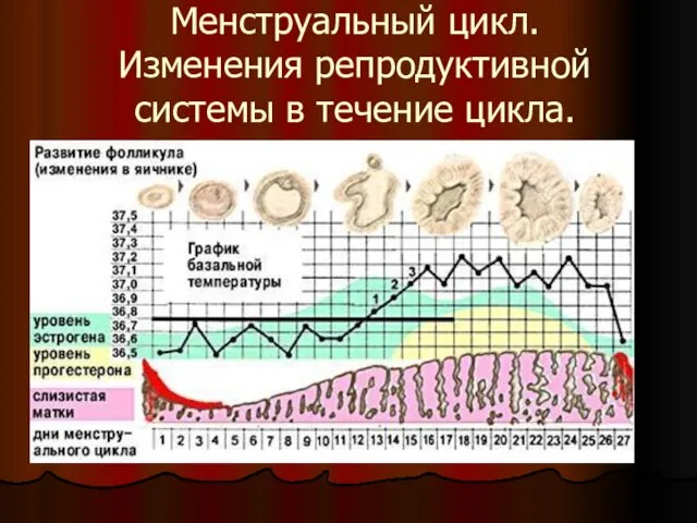 Менструальный цикл. Изменения репродуктивной системы в течение цикла.